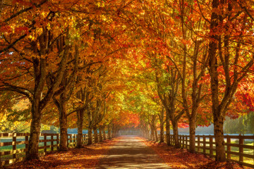Autumn In The Park
