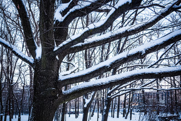 Wall Mural - Winter landscape - tree in the city Park