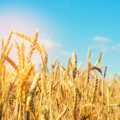 wheat spike and blue sky close-up. a golden field. beautiful view. symbol of harvest and fertility. Harvesting, bread.