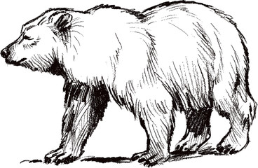 Hand drawn bear