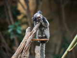 Fototapeta Zwierzęta - Beautiful small monkey at Loro Park (Loro Parque), Tenerife, Canary Islands, Spain
