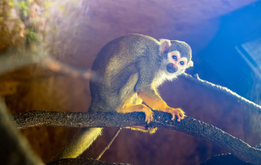 little Squirrel monkey, blue reflections