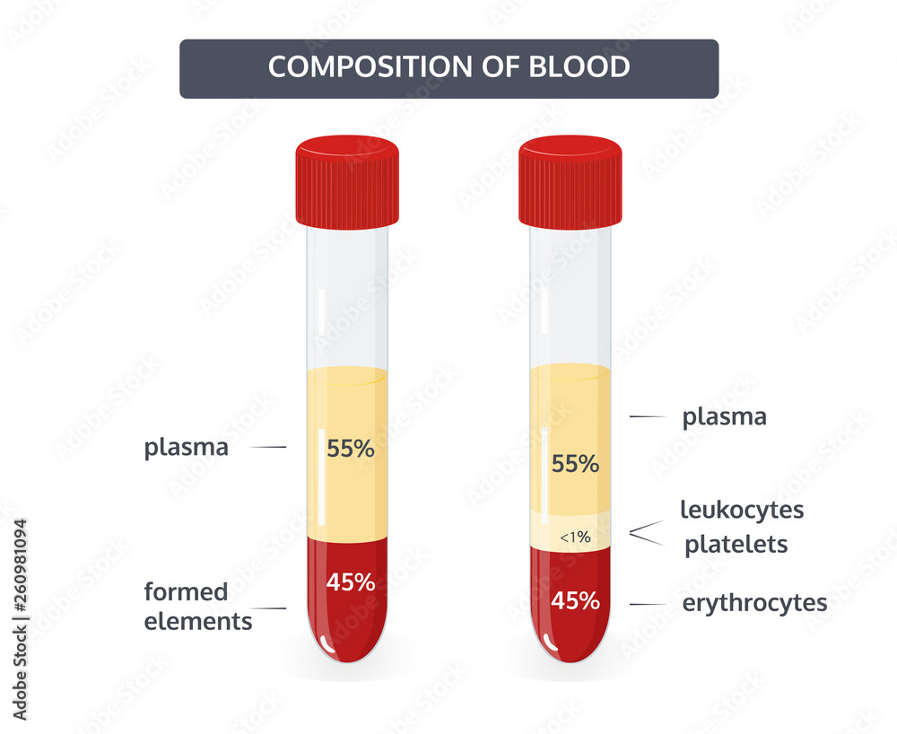 Vector flat illustration of composition of blood. The percentage of ...