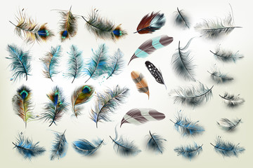 Poster - Huge vector collection of realistic fashion feathers for design