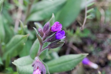 Wall Mural - Flowers of the lungwort, Pulmonaria montana