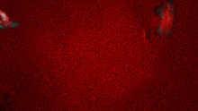 Dark Red Carpet Fabric Texture