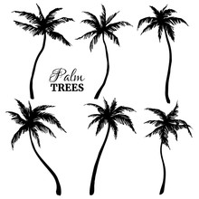 Black Silhouettes Of Palm Trees Of Different Shapes. Vector Illustration.