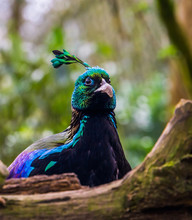 The Face Of A Male Himalayan Monal In Closeup, Colorful Pheasant From The Himalaya Mountains Of India
