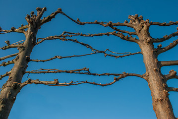 fence from the tree