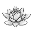 Nymphaea water lotus lily flower vintage sketch engraving vector illustration. Scratch board style imitation. Black and white hand drawn image.