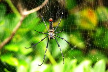Nephila Pilipes Spider In Its Web On The Tropical Island Zamami, Okinawa