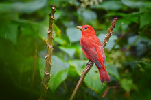 Bright Red Tropical Bird, Isolated On Twig Against Dark Green Rainforest Leaves. Summer Tanager, Piranga Rubra Perched On Stem. Tobago Main Ridge Nature Reserve. Birding Trinidad And Tobago Theme. 