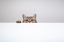 Cat Hide And Seek In White Background