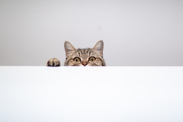 cat hide and seek in white background