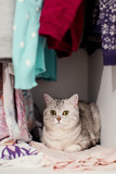 Fototapeta Koty - cute grey cat
