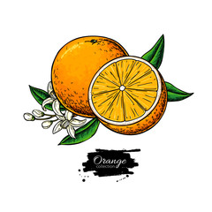 Wall Mural - Orange vector drawing. Summer fruit illustration. Isolated hand drawn orange slice and flower bloom.