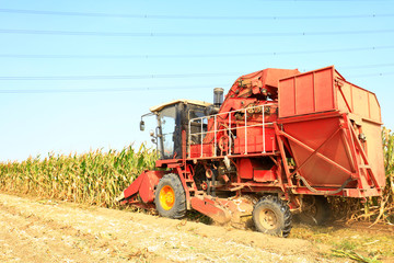 Modern combine harvester is harvesting cultivated ripe corn crop