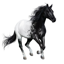 Black And White Horse. Watercolor Drawing