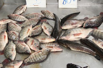 Wall Mural - Fresh fish for cooking at street food