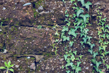 Wall Mural - Very old Brick wall with moss and plant, wall texture