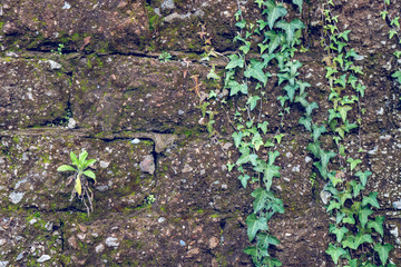 Wall Mural - Very old Brick wall with moss and plant, wall texture