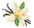 Dried vanilla sticks and orchid vanilla flower. File contains clipping path.