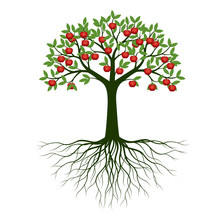 Green Spring Tree With Roots And Fruits. Vector Illustration.