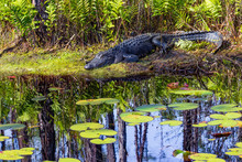 American Alligator Resting On Bank