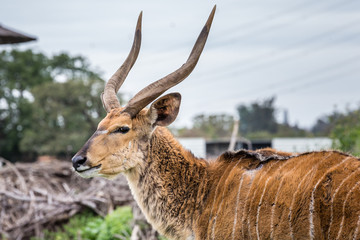 wild african animals
