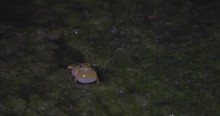 Close-Up: Ribbiting Frog Alone In The Dark In San Simeon, California