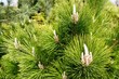 pinus thunbergii (syn: pinus thunbergiana), also called black pine, japanese black pine, and japanese pine