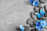 Fototapeta Kamienie - Blue flower and stone zen spa on grey background