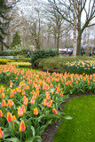 Fototapeta Tulipany - Keukenhof, Lisse, The Netherlands. Blooming colorful flower beds cover the whole garden park. Several attractions make this botanical wonderland a popular site for tourists to visit.
