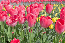 Beautiful Tulips Field