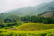 © Miss Rein/Stocksy - scenic view of Chinese tea field