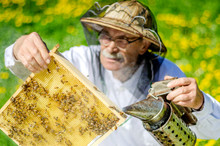 Senior Apiarist Making Inspection In Apiary In The Springtime