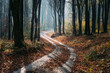 © Cosma Andrei/Stocksy - Winding forest autumn road