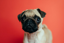 Pug On Red Background