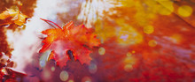 Autumn Maple Leaves On A Puddle In The Rain. The Concept Of The Autumn Season. Blurred Abstract Autumn Background. Orange Maple Leaves In The Rain. Weather On A Rainy Day Long Banner
