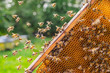 Hardworking honey bees on honeycomb in apiary in late summertime 