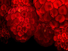 Glowing Raspberry On A Black Background