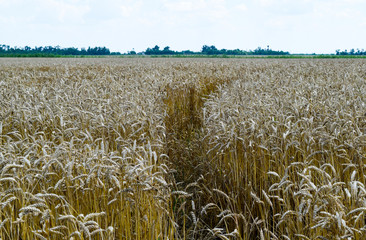 field of wheat