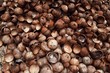 © Marko Milovanovi_/Stocksy - Coconut shell