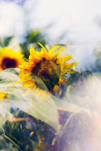 Sunflowers Photographed Using A Prism Filter