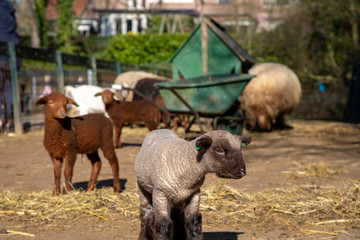 Wall Mural - Cute little Oxford Down lamb in petting zoo standing in the foreground.