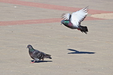 The mating season of birds - a male dove flies to the female dove on Sunny spring day