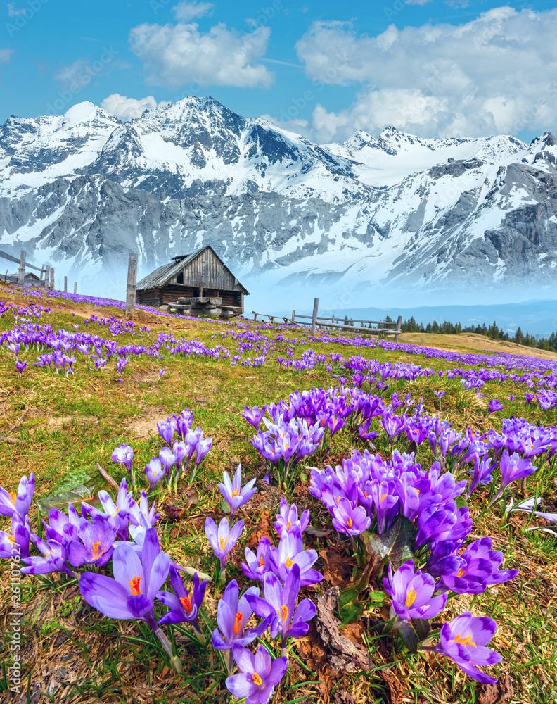 Purple Crocus flowers on spring mountain - obrazy, fototapety, plakaty 