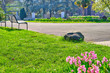 Sonniger Tag im Rheinpark in Köln. Grüne Wiesen, herrliche Blumen und eine Parkbank im Hintergrund.