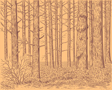 Tree Trunks In The Forest. Hand Drawn Engraving. Editable Vector Vintage Illustration. 8 EPS