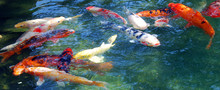 Koi Fish Are Colored Varieties Of Amur Carp (Cyprinus Rubrofuscus) That Are Kept For Decorative Purposes In Outdoor Koi Ponds Or Water Gardens.
